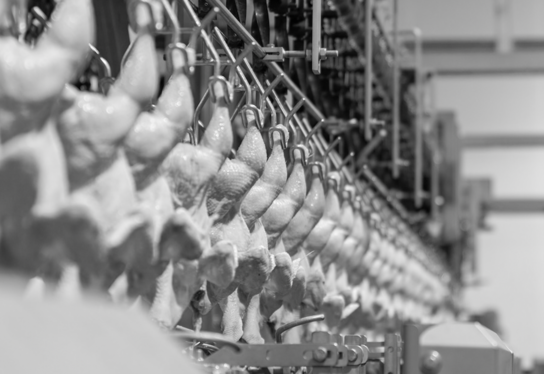 Lubrificanti industria alimentare della carne e del pollame